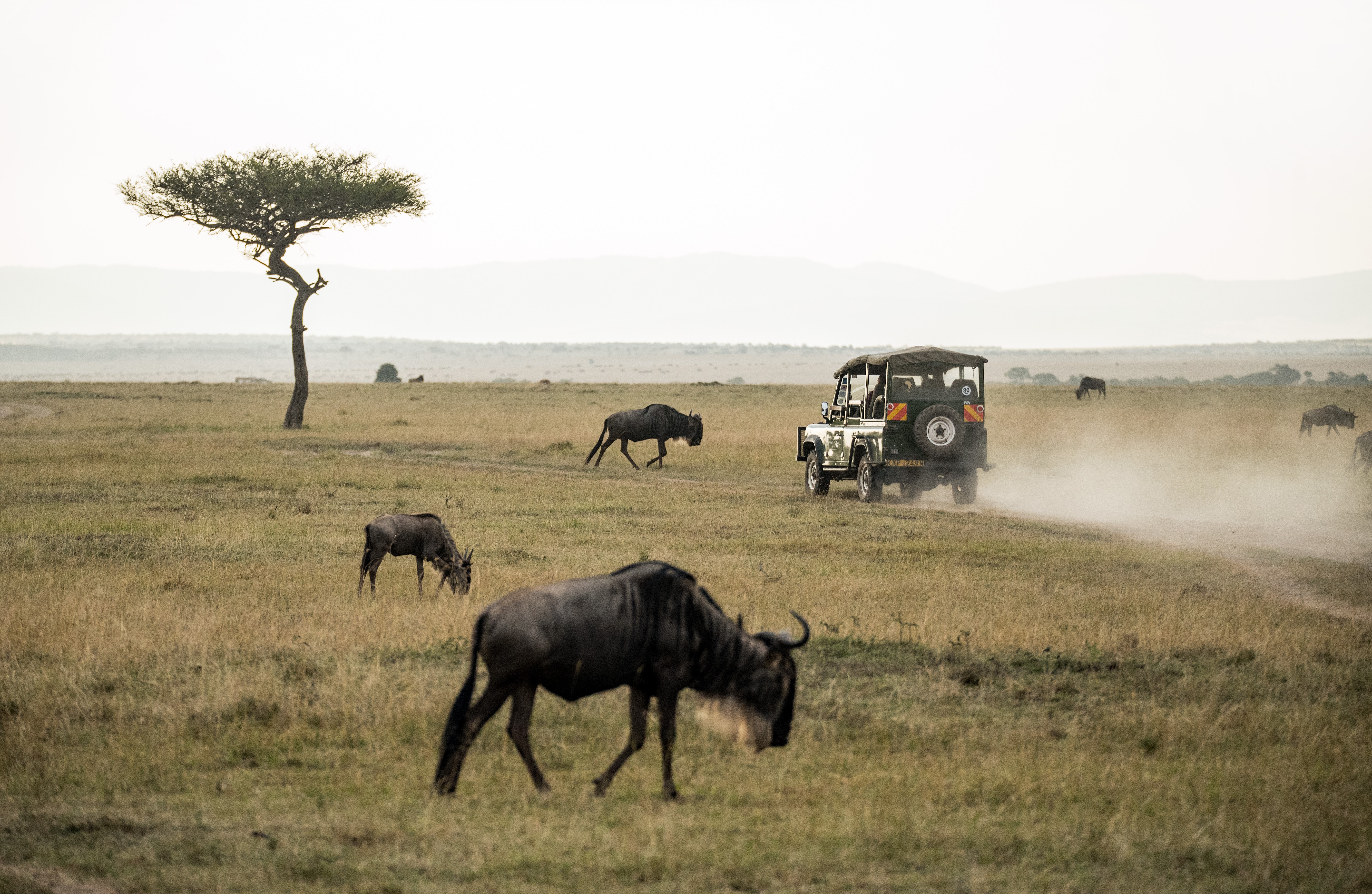 14-Day The Best Taste of Wildlife Culture and Beach - TANZANIA SAFARI gallery image